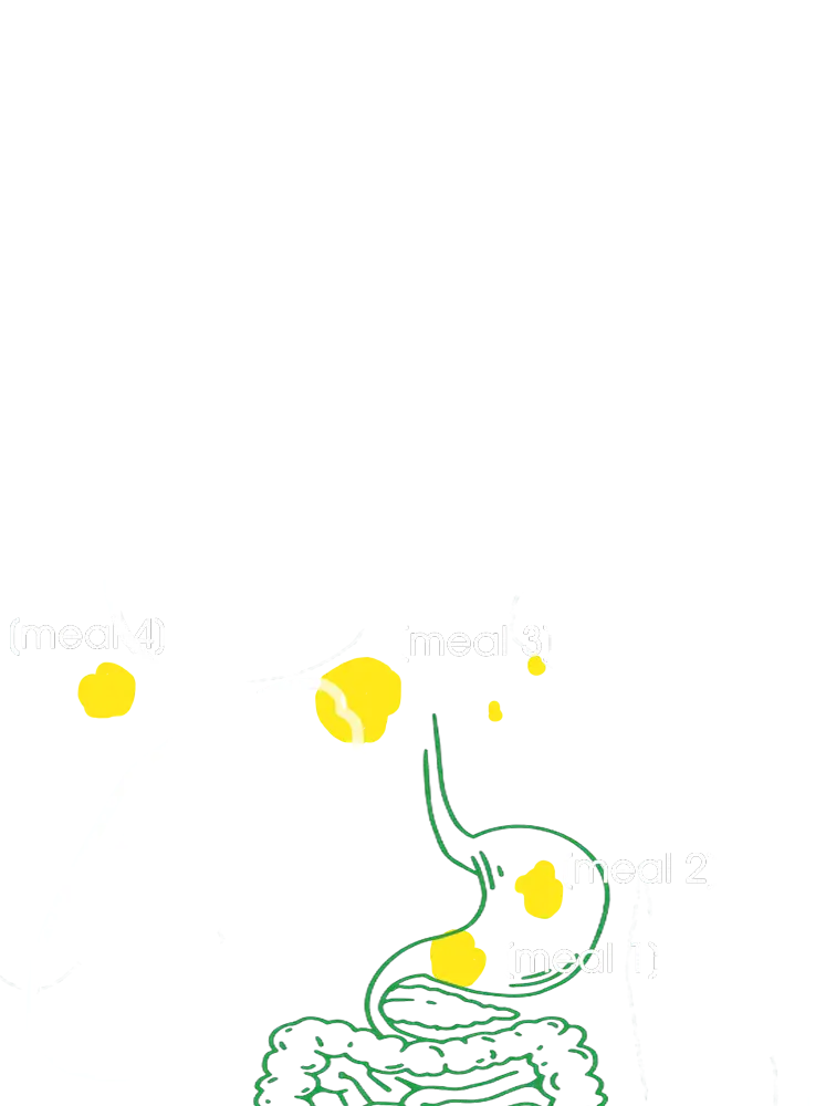 hinh-giai-phau-chia-bua-an-manleo22