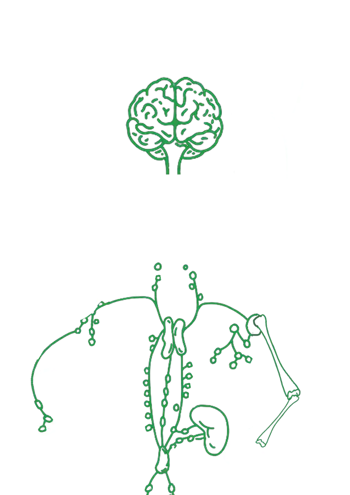 hinh-giai-phau-dinh-duong-manleo12